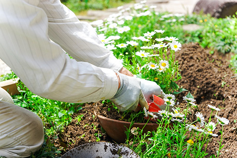 造園作業では道路の沿道に花を植えたり、樹木の整備を行います。